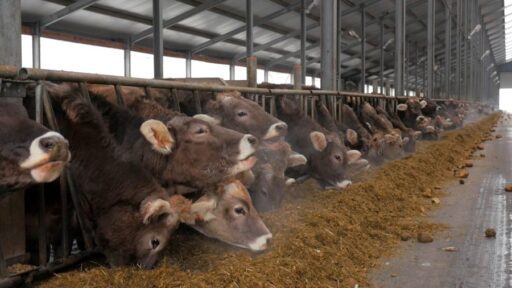 Alemania recupera estatus sanitario como país libre de fiebre aftosa sin vacunación