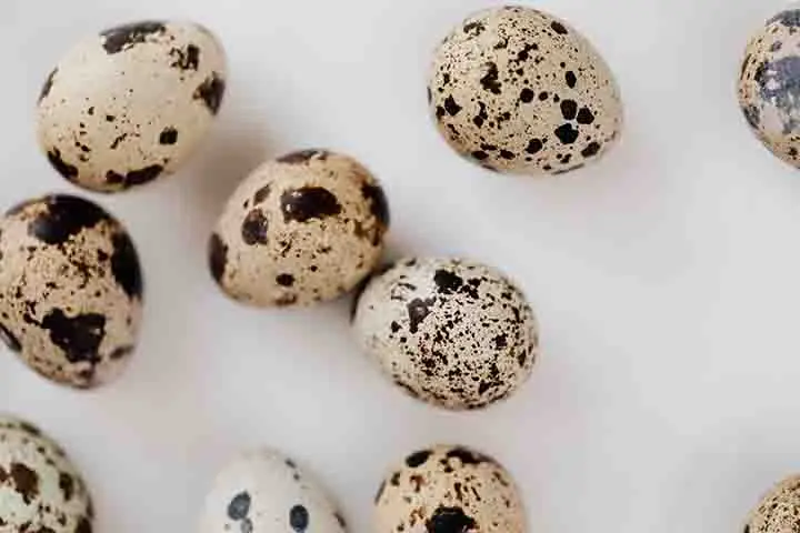 codorniz- huevos