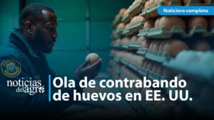 contrabando de huevos