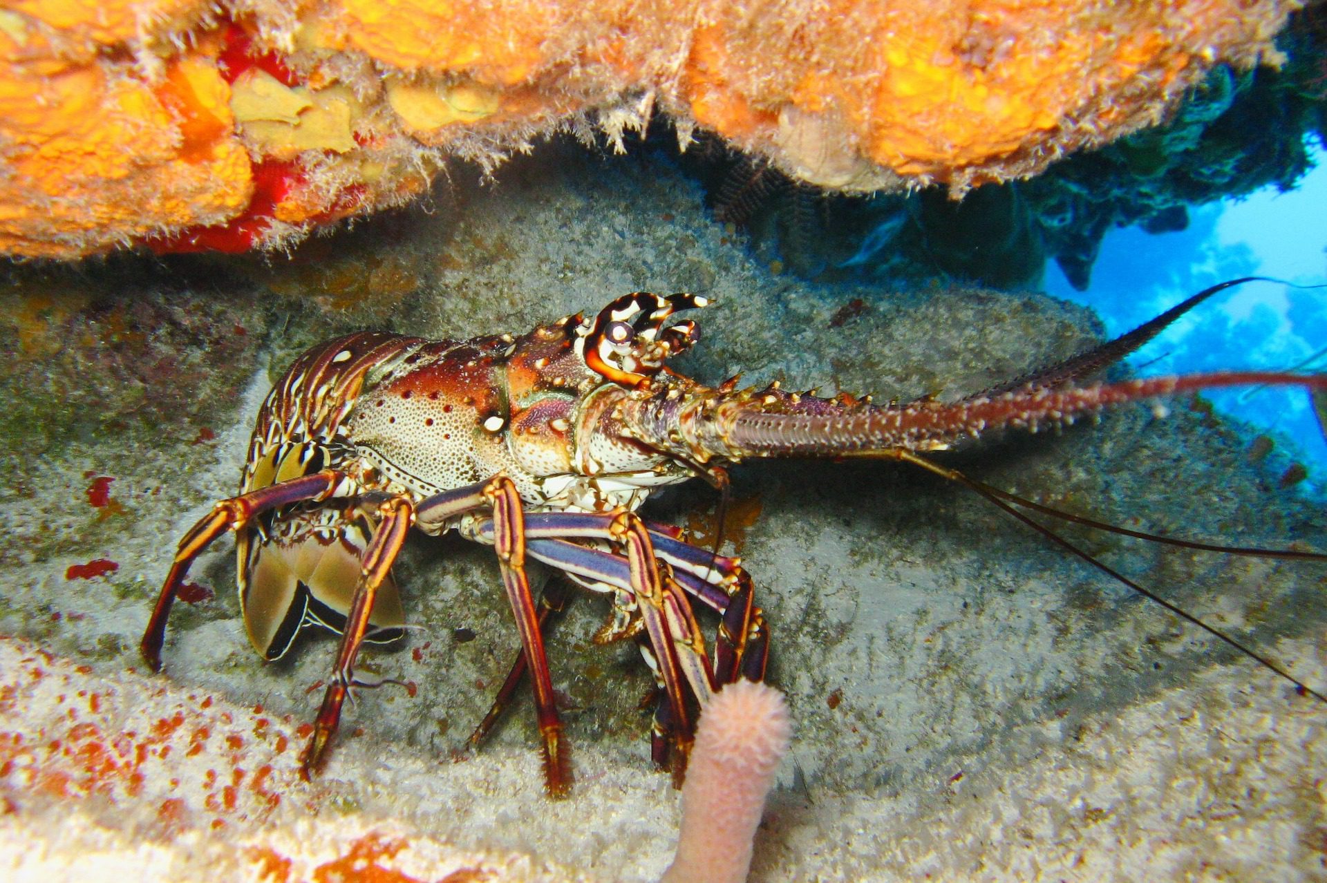 Langosta del Caribe