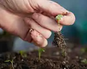 Microbiología del suelo en la agricultura, retos y tendencias