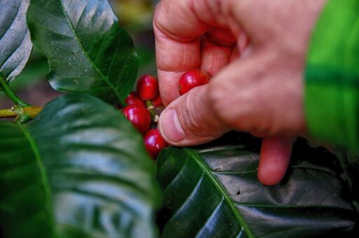 Producción de café en Colombia batió récord histórico de 29 años