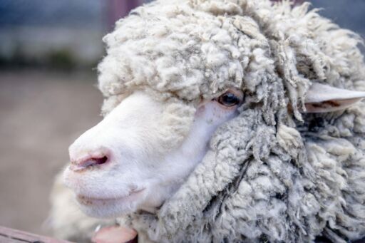 España adopta vacunación voluntaria para combatir la lengua azul