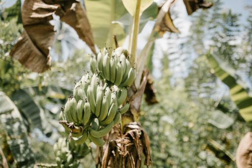 El cambio climático amenaza la producción y exportación de banano en América Latina y el Caribe