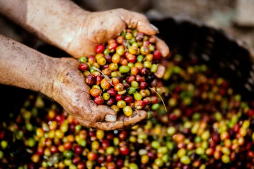 Precios globales del café alcanzan nuevamente máximos históricos