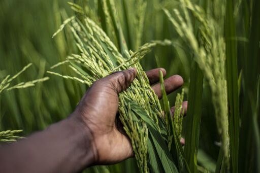 Arroceros de Colombia se mantienen en paro hasta alcanzar acuerdos con el gobierno