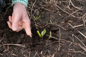 Biorregeneración de Suelos: Reviviendo la Fertilidad Natural