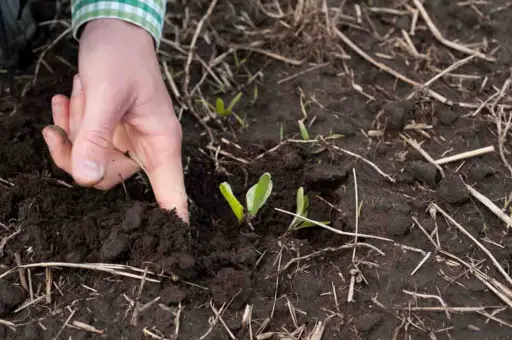 Biorregeneración de Suelos: Reviviendo la Fertilidad Natural