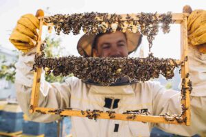 Bees and organic honeycomb with royal jelly. Man beekeeper holding a wooden frame with queen cells, honeycomb with royal milk of bees. Honey Bee Brood care. honey bee colony, beehive, beekeeping