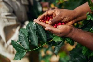 African worker is gathering coffee beans on plantation in bushy wood