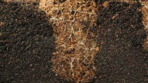 underground section of soil with roots of plants during watering.