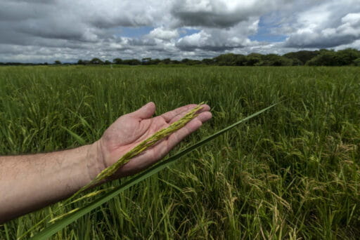 Gobierno de Panamá autoriza importación de más de 1000 quintales de arroz