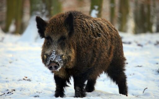 Alemania en Alerta sanitaria tras detectar un foco de peste porcina africana en jabalíes