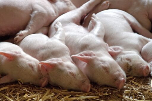 Paraguay quedó habilitado para exportar carne de cerdo a Taiwán sin aranceles