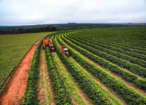 Brasil acelera cosecha de café Robusta con apoyo millonario al sector