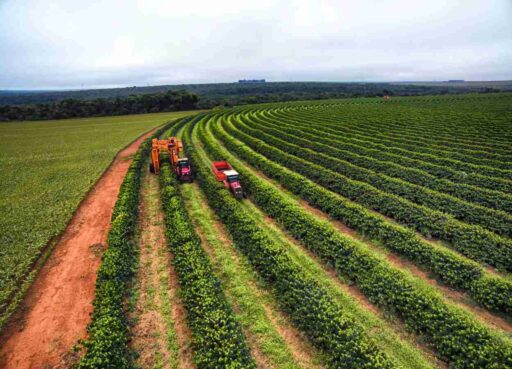 Brasil acelera cosecha de café Robusta con apoyo millonario al sector