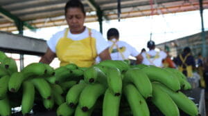 Bananeros de Panamá acordaron con el gobierno nacional levantar huelga