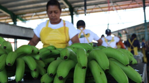 Bananeros de Panamá acordaron con el gobierno nacional levantar huelga