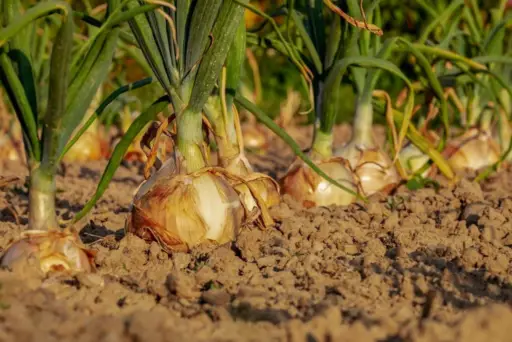 Científicos argentinos presentaron nueva variedad de cebolla