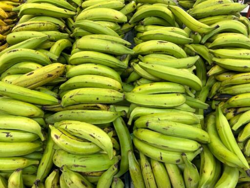 Exportadores de plátano de Ecuador solicitan al gobierno tomar medidas ante caída productiva