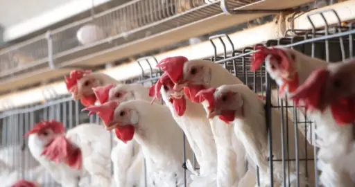 17 países reanudan importaciones de pollo brasileño tras brote de gripe aviar