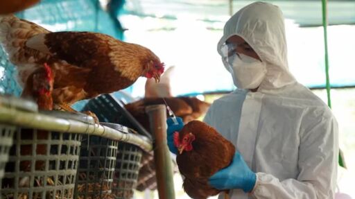 La FAO alerta sobre amenaza global de la gripe aviar