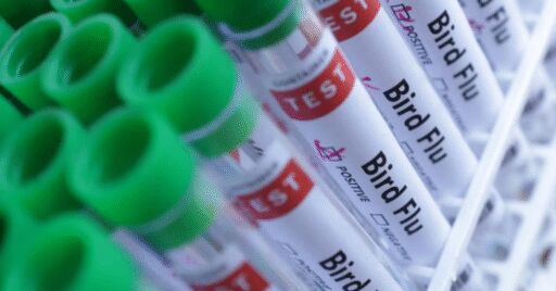 Brasil prevé erradicar la gripe aviar en dos semanas