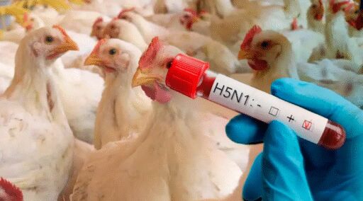 Brasil notifica nuevo brote de influenza aviar altamente patógena