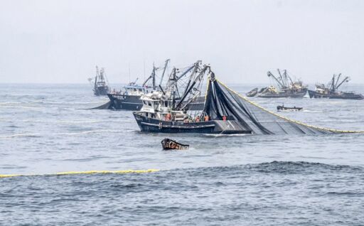 FAO: Sobreexplotación pesquera sube 1% cada año en todo el mundo