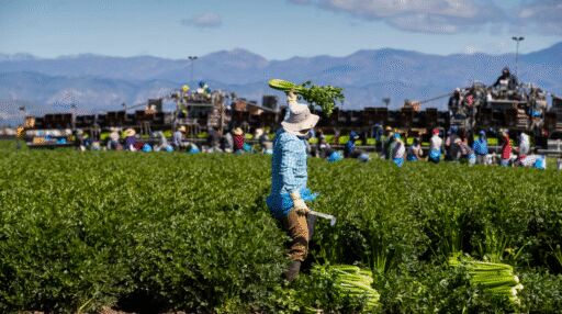Gobierno de EE. UU. anunció cambios en la política migratoria para el sector agro