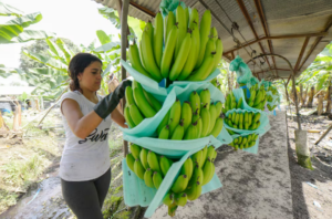 Asamblea de Panamá aprueba ley especial para trabajadores bananeros tras paro y bloqueos