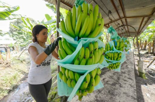 Asamblea de Panamá aprueba ley especial para trabajadores bananeros tras paro y bloqueos