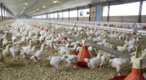 Productores de pollo de Bolivia expresaron su preocupación por fallas en la distribución