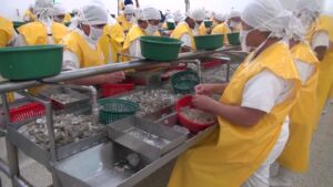 Exportaciones de camarón hondureño repuntaron durante los primeros cuatro meses del año