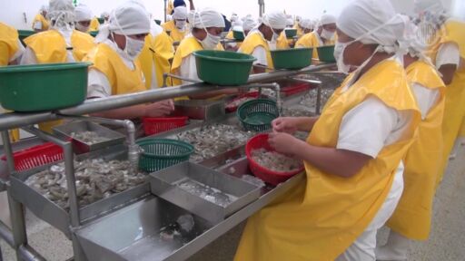 Exportaciones de camarón hondureño repuntaron durante los primeros cuatro meses del año