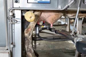 Milking robot on a dairy farm. Automatic milking of cows in the cowshed