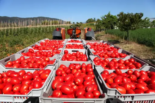 Pese a los aranceles de EE. UU. productores mexicanos continúan comercio de tomate