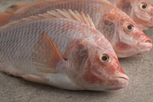 Tilapia - cría de tilapia
