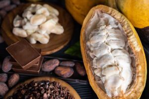 Cultivo de Cacao: Biorregeneración del Suelo para Futuro Fértil