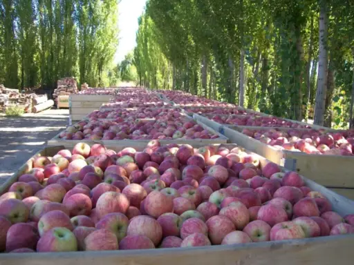 Aranceles de EE.UU. sacuden exportaciones brasileñas de frutas
