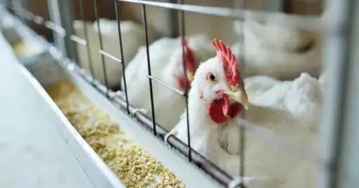 Organización Mundial de Sanidad Animal declaró a Ecuador país libre de gripe aviar