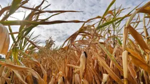Guatemala enfrenta sequía y altas temperaturas mientras monitorea afectaciones por lluvias