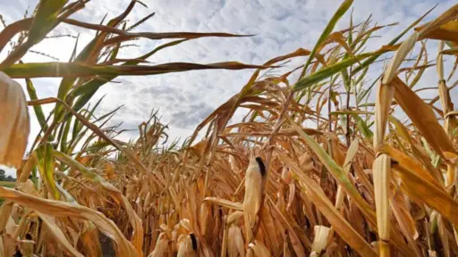 Guatemala enfrenta sequía y altas temperaturas mientras monitorea afectaciones por lluvias