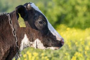 Identificación Animal Electrónica: Clave en la Ganadería Moderna