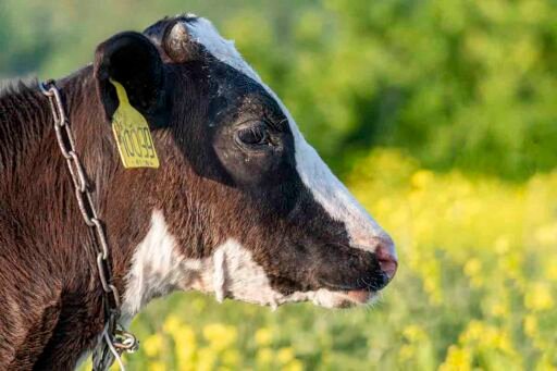 Identificación Animal Electrónica: Clave en la Ganadería Moderna