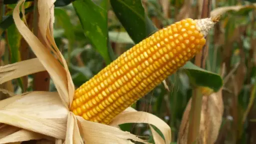 Productores avícolas de Bolivia cuestionan decisión gubernamental de importar maíz biotecnológico