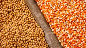 Precios de maíz y soja caen por baja de retenciones en Argentina