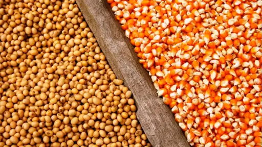 Precios de maíz y soja caen por baja de retenciones en Argentina