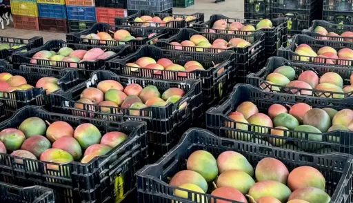 México acelera la diversificación de exportaciones de mango ante temor a aranceles de EE.UU.