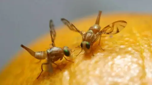 Congreso de Chile acusa a Perú por ingreso de la plaga mosca de la fruta